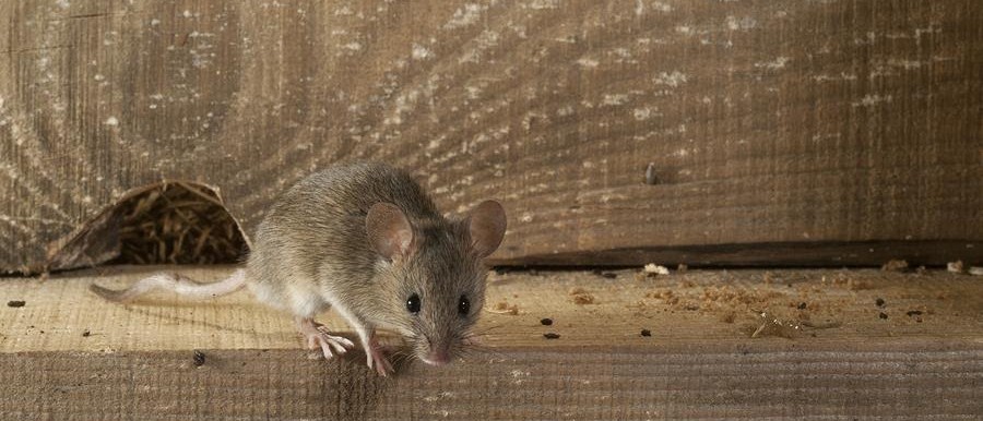 musophobia-why-are-some-people-so-afraid-of-mice-jp-pest-services